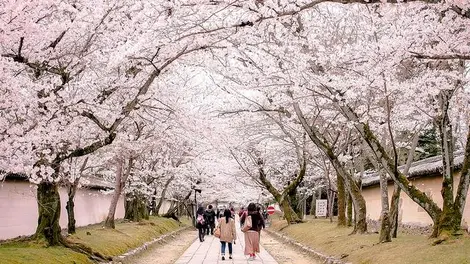 Daigo-ji, Flower Alley, Kyoto