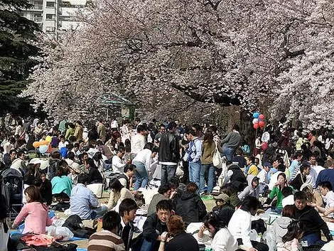 Hanami in the park