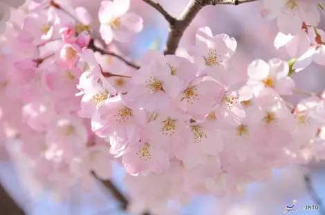 Cerezos en flor en Tokio