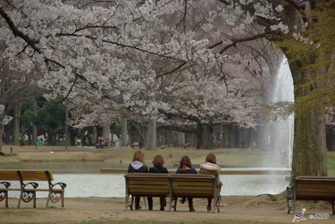 Hanami au parc Yoyogi de Tokyo