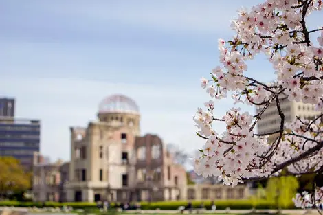 Hanami desde las riveras del río Motoyasu en Hiroshima 