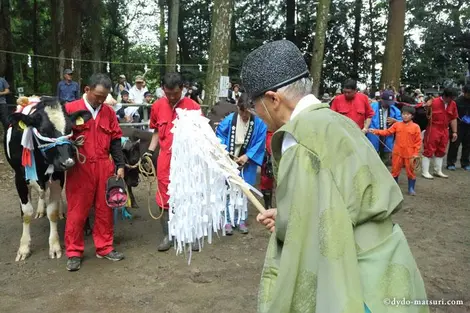 En juillet à Miyazaki (Kyushu) a lieu le festival Ushigoe