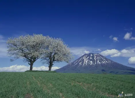 Le Mont Yôtei s'élève derrière les arbres en fleurs, près du village de Kyôgoku