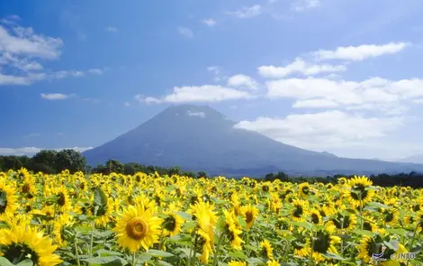 Le tournesol est l'emblème du village de Kyôgoku