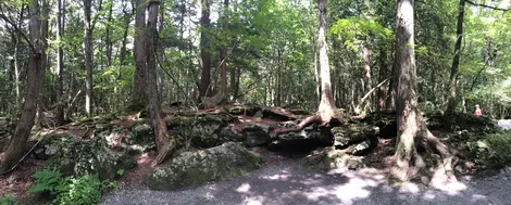 Aokigahara