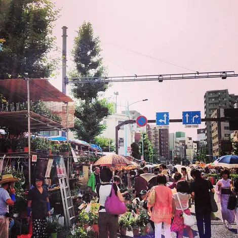 Le festival Iriya Asagao matsuri de nos jours