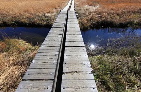 Wooden trail