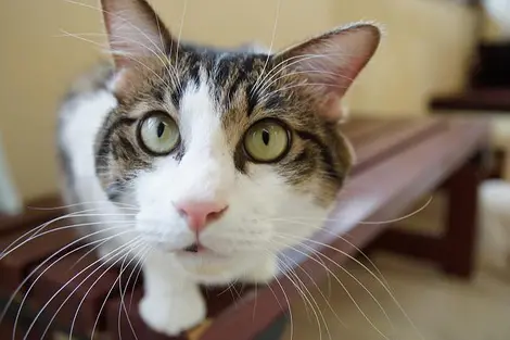 Chat dans un cat cafe japonais