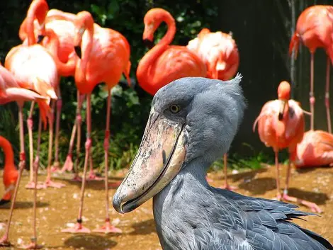 Animaux au zoo d'Ueno, Tokyo