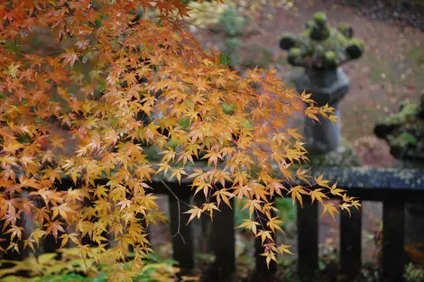 Taiyuin-byō kōyō en Nikkō, prefectura de Tochigi