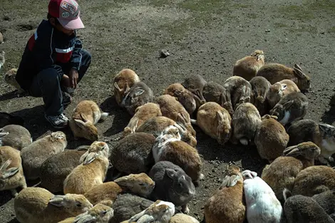 Les lapins de Okunoshima