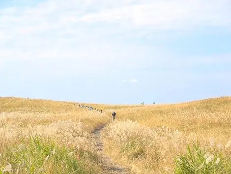 Champ de pampas à Soni, Nara