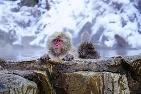 Singes du parc Jigokudani