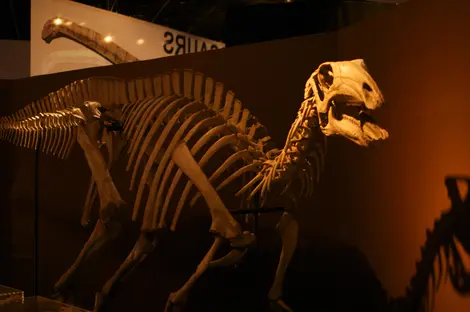 dinosaure skeleton