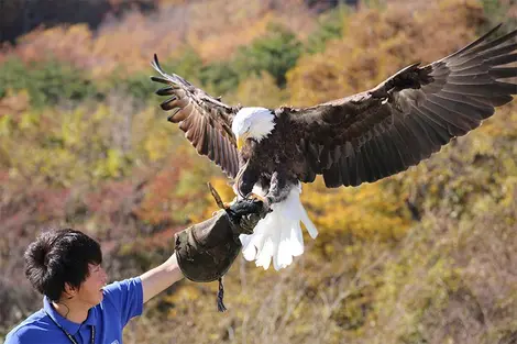 Le spectacle des oiseaux