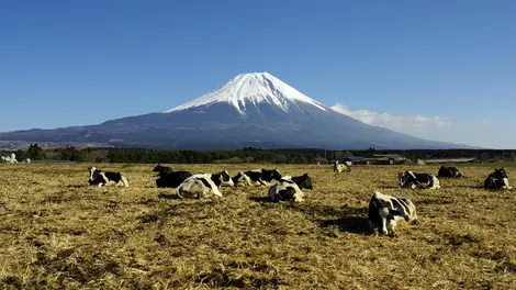 Pâturages du plateau d'Asagiri