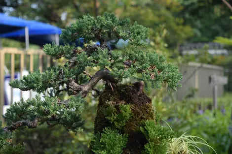  Kinashi's evergreen bonsai trees.