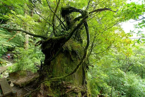 Ile de Yakushima