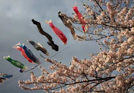 Koinobori,carp shaped windsocks