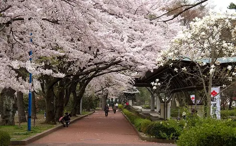 Tsutsujigaoka Park