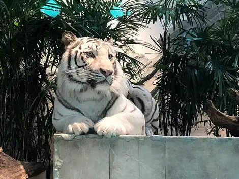 Nifrel_White_Tiger