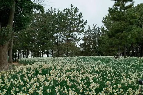 Parc Kasai Rinkai