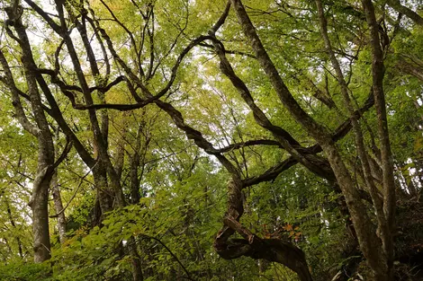 In the primary forest