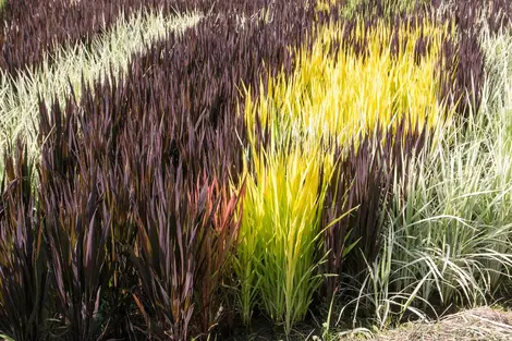 différentes variétés de riz