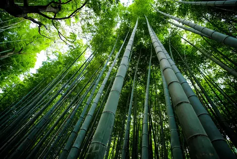 Arashiyama bamboo grove