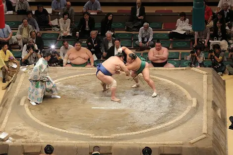 sumo