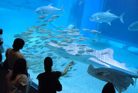 Aquarium d'Osaka