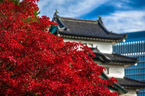 Kōyō en el Palacio Imperial, Tokio