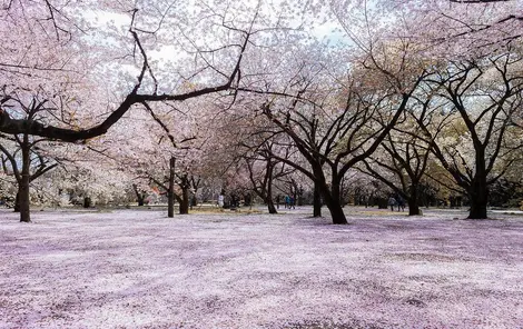 hanami