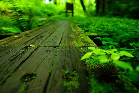 Sayama Hills, Totoro Forest