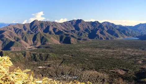 forêt d'Aokigahara