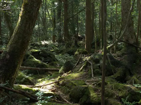 Aokigahara forest