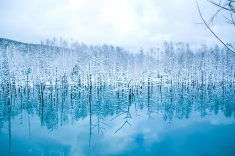 The blue pond of Biei