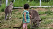 Un enfant se balade avec les kangourous