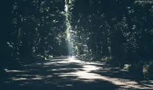 Tree lined path with sunlight streaming through the leaves. 