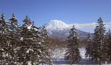 Trees covered in snow in front of Mt Yotei