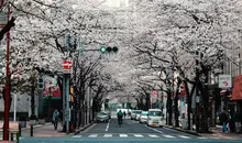 Japanese road under the Sakura