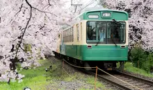 Imagine that you are taking the train with full blooming cherry blossoms.