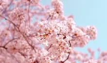 Des fleurs de cerisiers au printemps à Tatebayashi