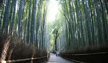 Path through the bamboo grove Arashiyama