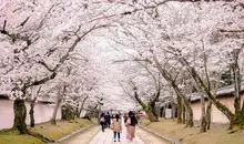 Daigo-ji, Flower Alley, Kyoto