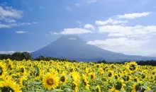 Le tournesol est l'emblème du village de Kyôgoku