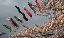 Koinobori,carp shaped windsocks