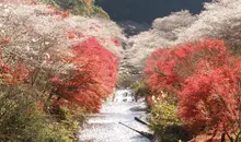 Obara Fureai park, between sakura and momiji