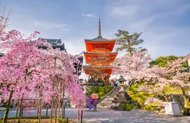 Kiyomizu dera Tempel in Kyoto während Kirschblüte - Sakura