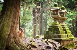 Les 1200 cerfs Sika en liberté dans le parc de Nara, à moins d'1h de Kyoto, feront le plaisir des petits et grands !